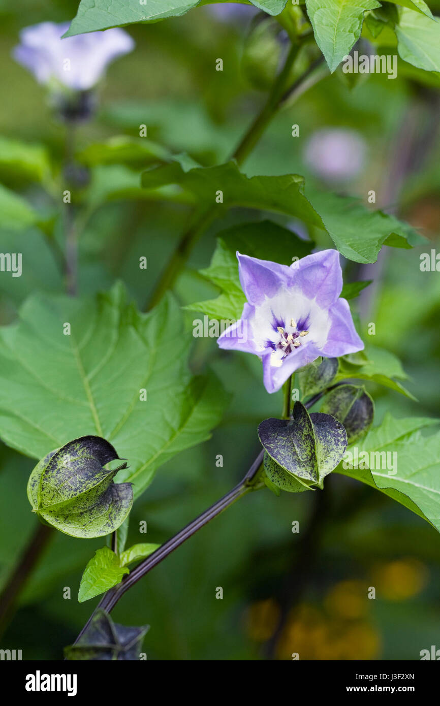 Nicandra Physalodes flowers. Stock Photo
