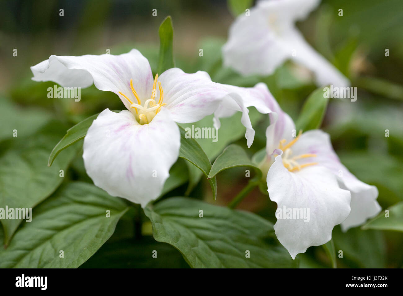 Trillium grandiflorum flowers. Stock Photo