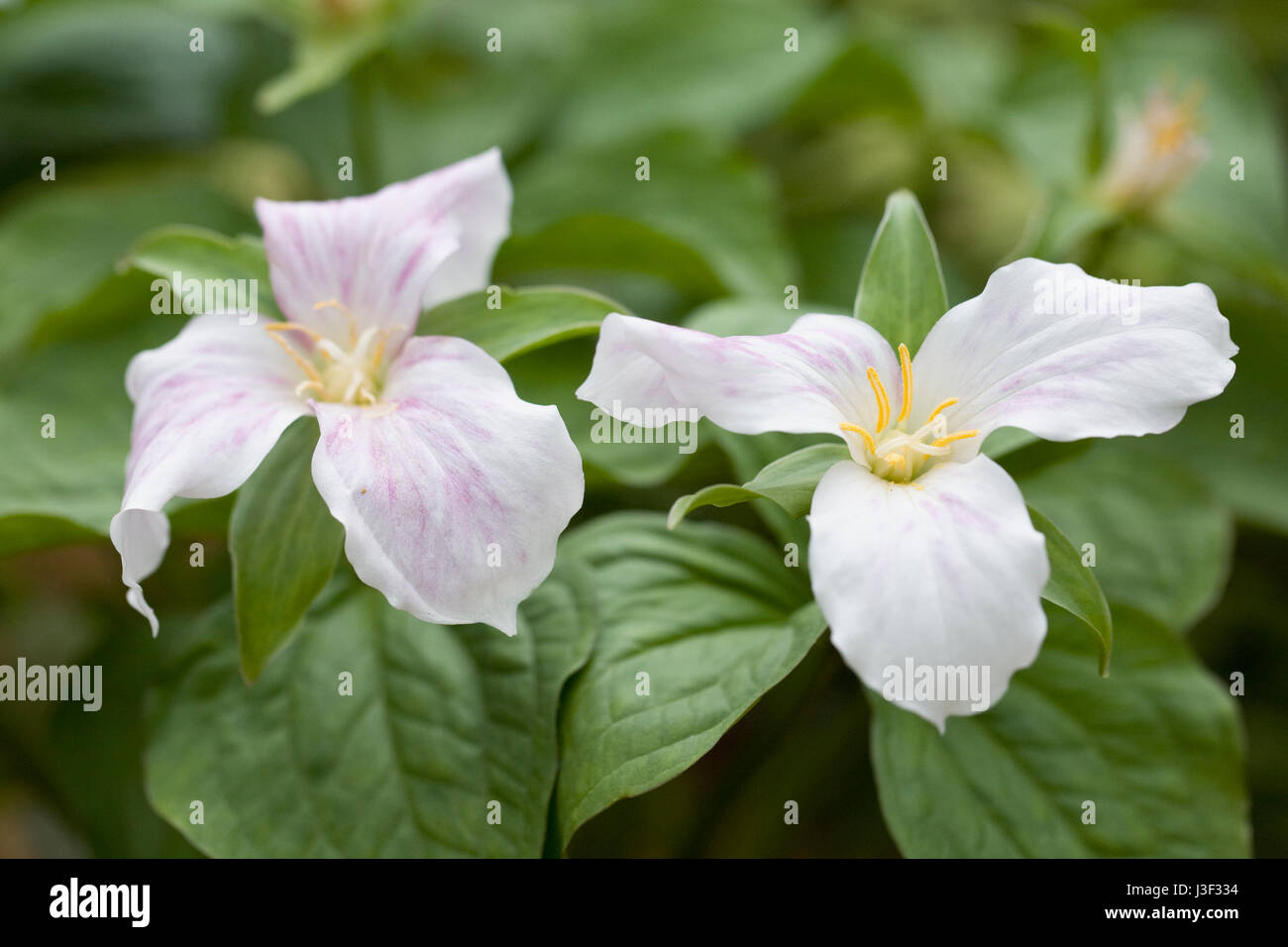Trillium grandiflorum flowers. Stock Photo