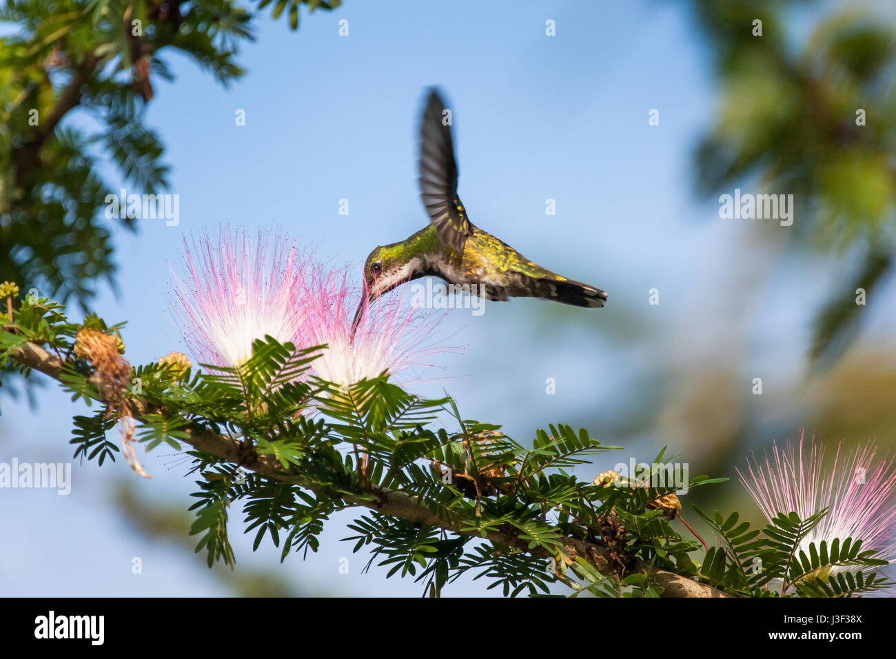 A hummingbird drinking nectar Stock Photo