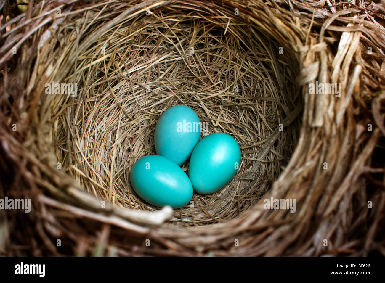 Bird nest (american robin) with three blue eggs. Stock Photo