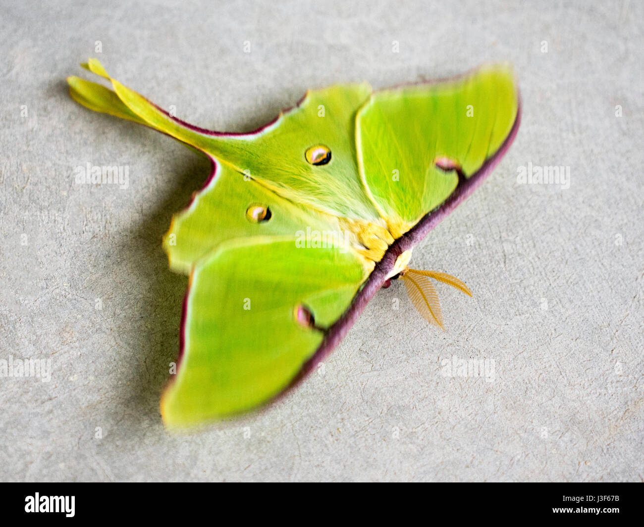 Moth Top Taxonomy moths hi-res stock photography and images - Alamy