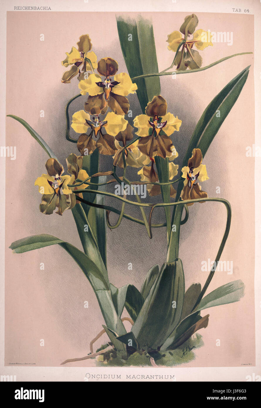 Frederick Sander   Reichenbachia II plate 64 (1890)   Oncidium macranthum Stock Photo