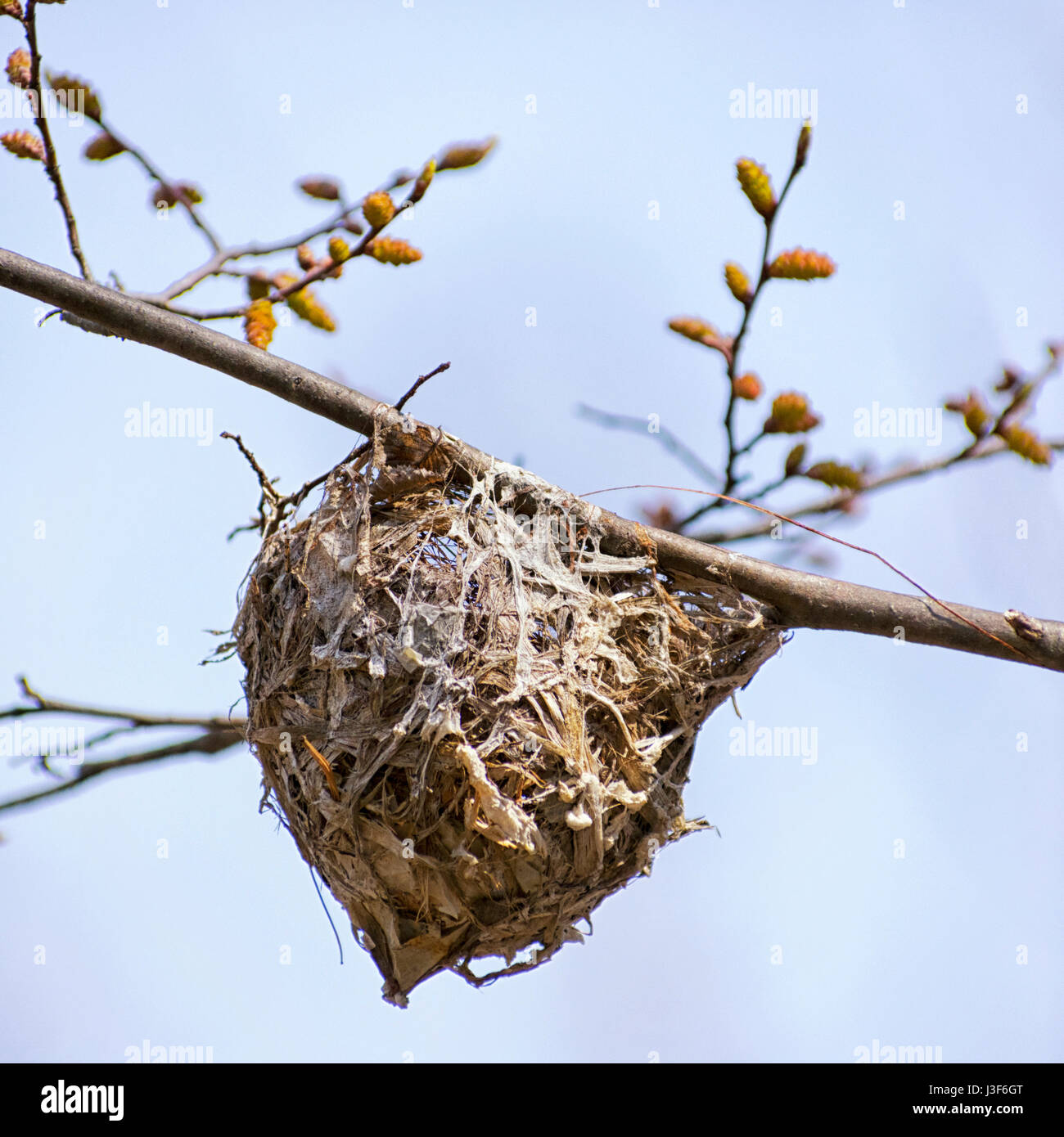 Bird nest close up in springtime. Stock Photo