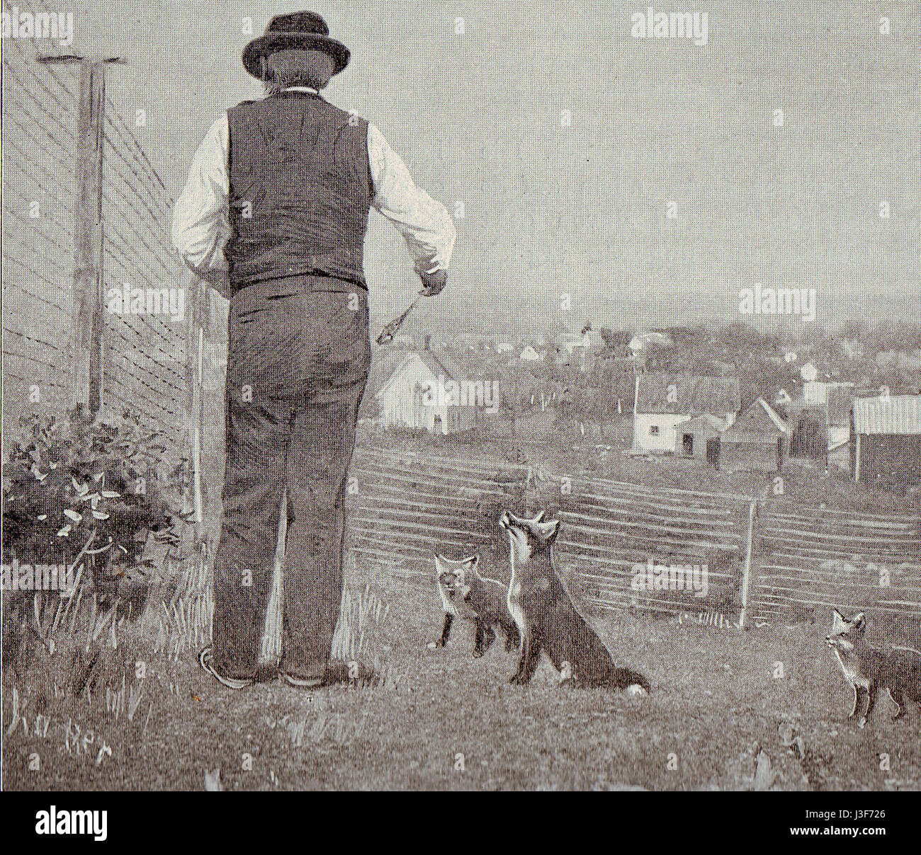 Feeding the silver foxes (c 1901) Stock Photo