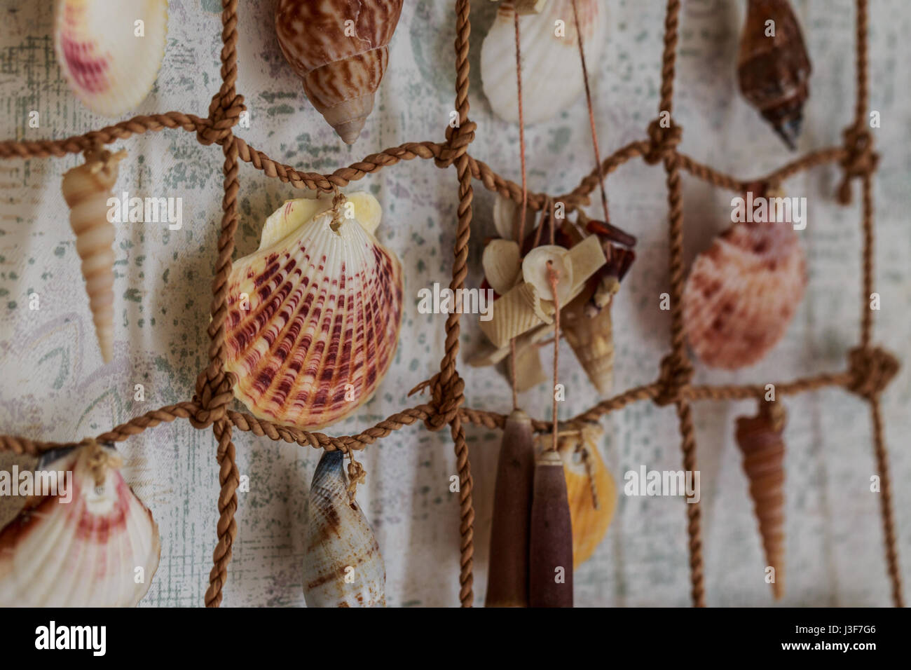 Variety seashells hanging on the wall Stock Photo Alamy
