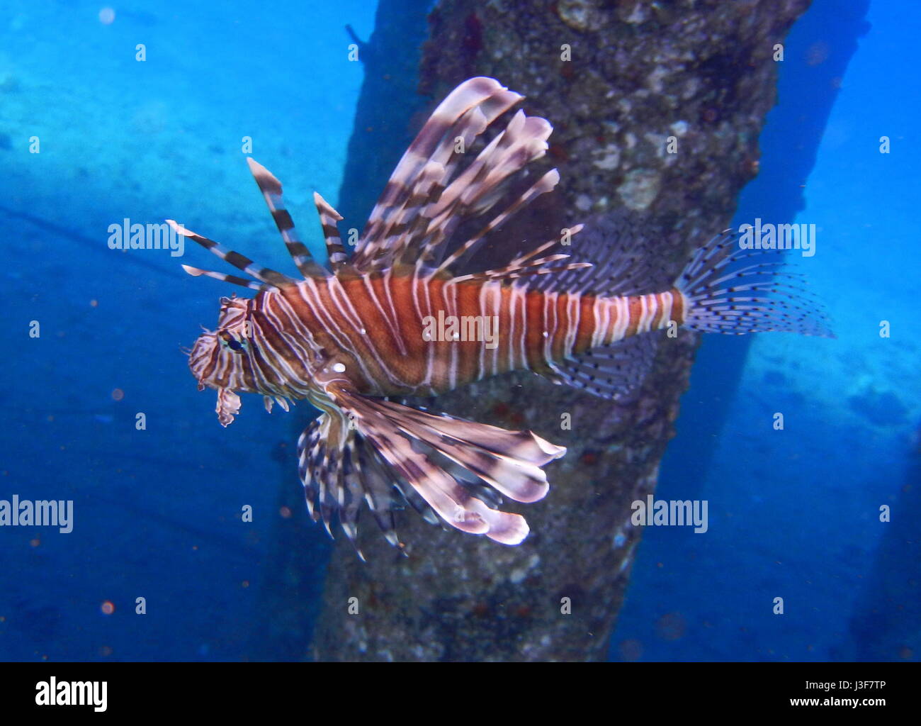 The most colourful Lionfish in the best coral reef ever seen. Coomon lionfish, Pterois miles, Aqaba, red Sea, Jordan, Middle East, Asia Stock Photo