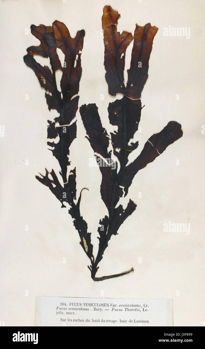 Fucus Evesiculosus Bory Crouan Stock Photo Alamy
