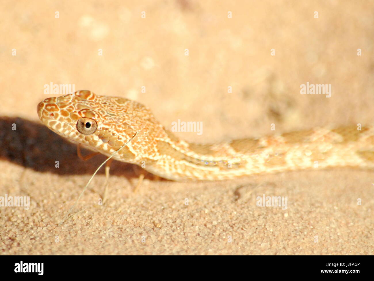 Diadem snake, Spalerosophis diadema, Wadi Rum, Aqaba province, Jordan, Middle East, Asia during bedouin Jeep tour. Stock Photo