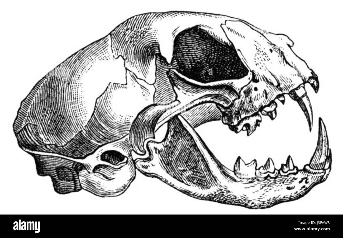 Felis catus skull drawing Stock Photo - Alamy