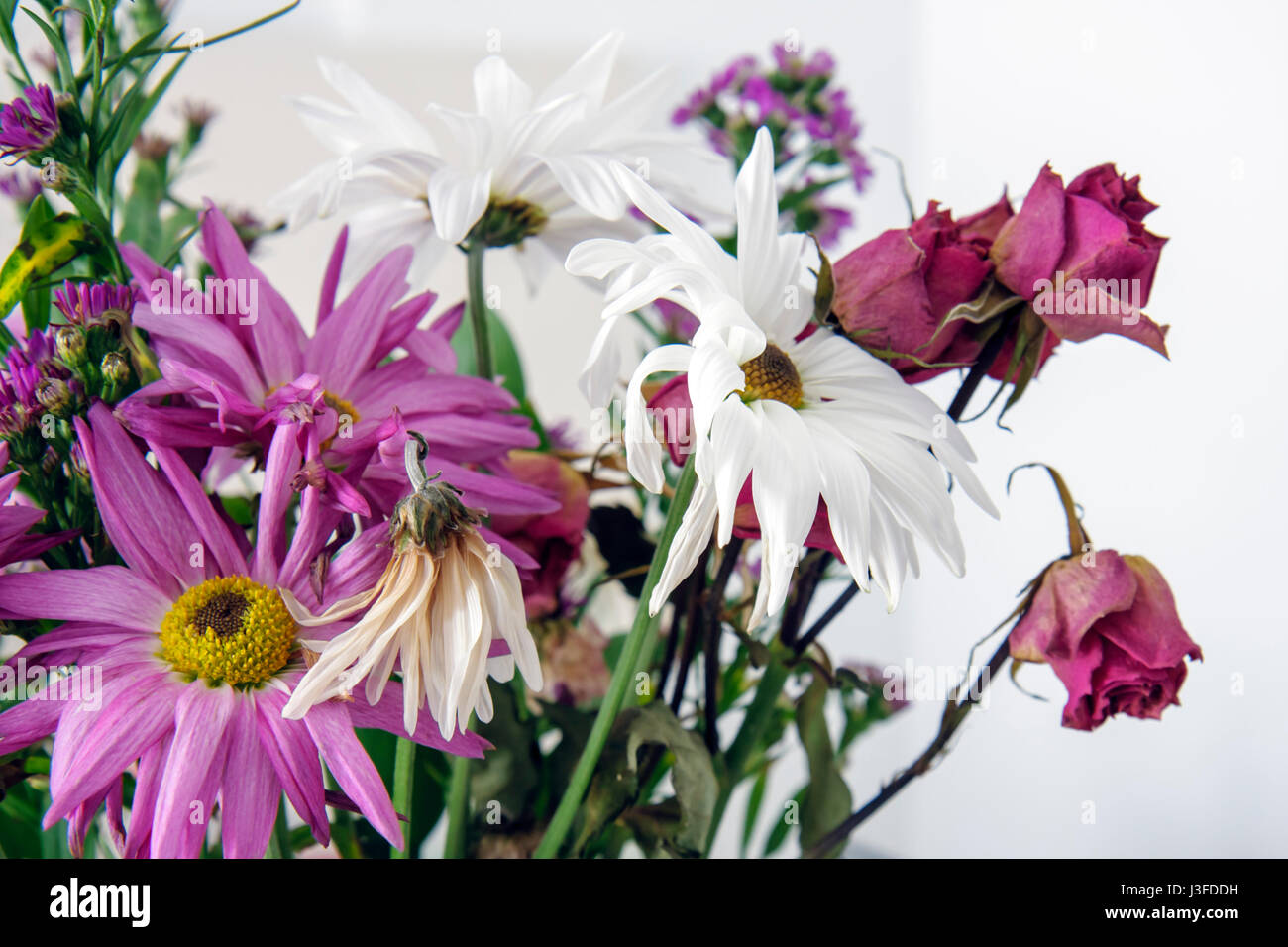 Miami Beach Florida,wilting,flower flowers,roses,petals,plant,bouquet,dying,visitors travel