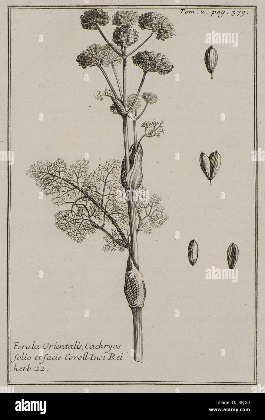 Ferula Orientalis, Cachryos folio et facie Coroll Inst Rei herb 22   Tournefort Joseph Pitton De   1717 Stock Photo