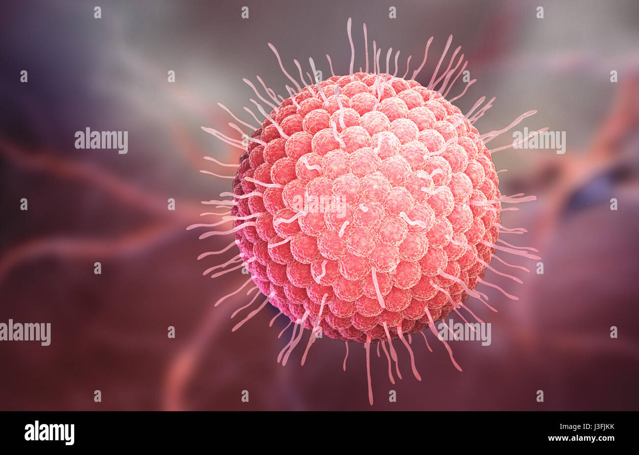 Varicella zoster virus or varicella-zoster virus (VZV) is one of eight herpesviruses known to infect humans and vertebrates. 3D illustration Stock Photo