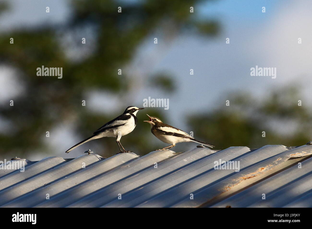 African Pied Wagtail, Motacilla aguimp,Leopard's Hill, Lusaka, Zambia, Africa Stock Photo