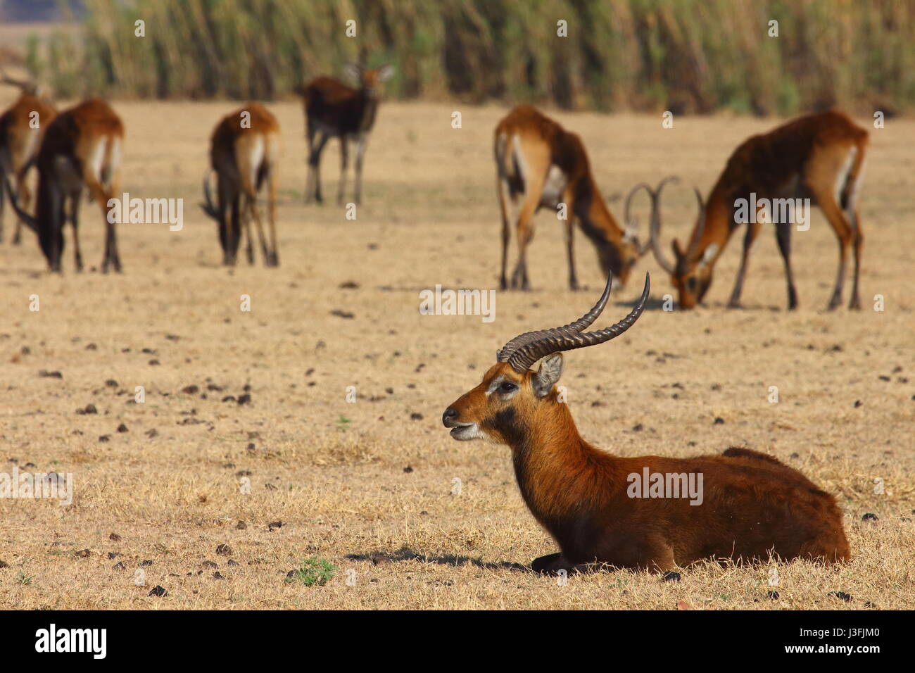 Black Lechwe, Kobus smithemanni, Bangweulu Wetlands, Zambia, Africa Stock Photo