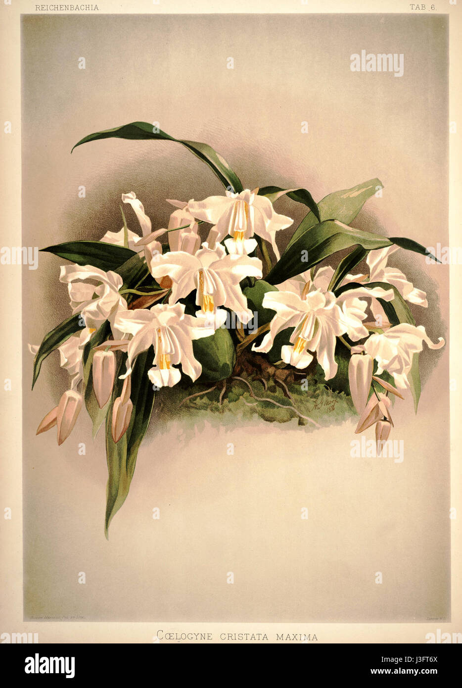Frederick Sander   Reichenbachia I plate 06 (1888)   Coelogyne cristata maxima Stock Photo