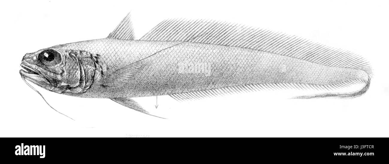 Gadomus dispar is a species of fish found in the Atlantic Ocean, notable for its distinct characteristics and role in marine ecosystems. Stock Photo