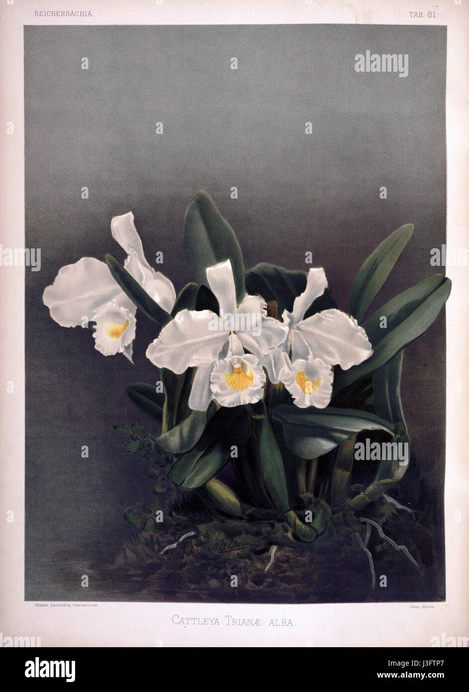 Frederick Sander   Reichenbachia II plate 81 (1890)   Cattleya trianae alba Stock Photo