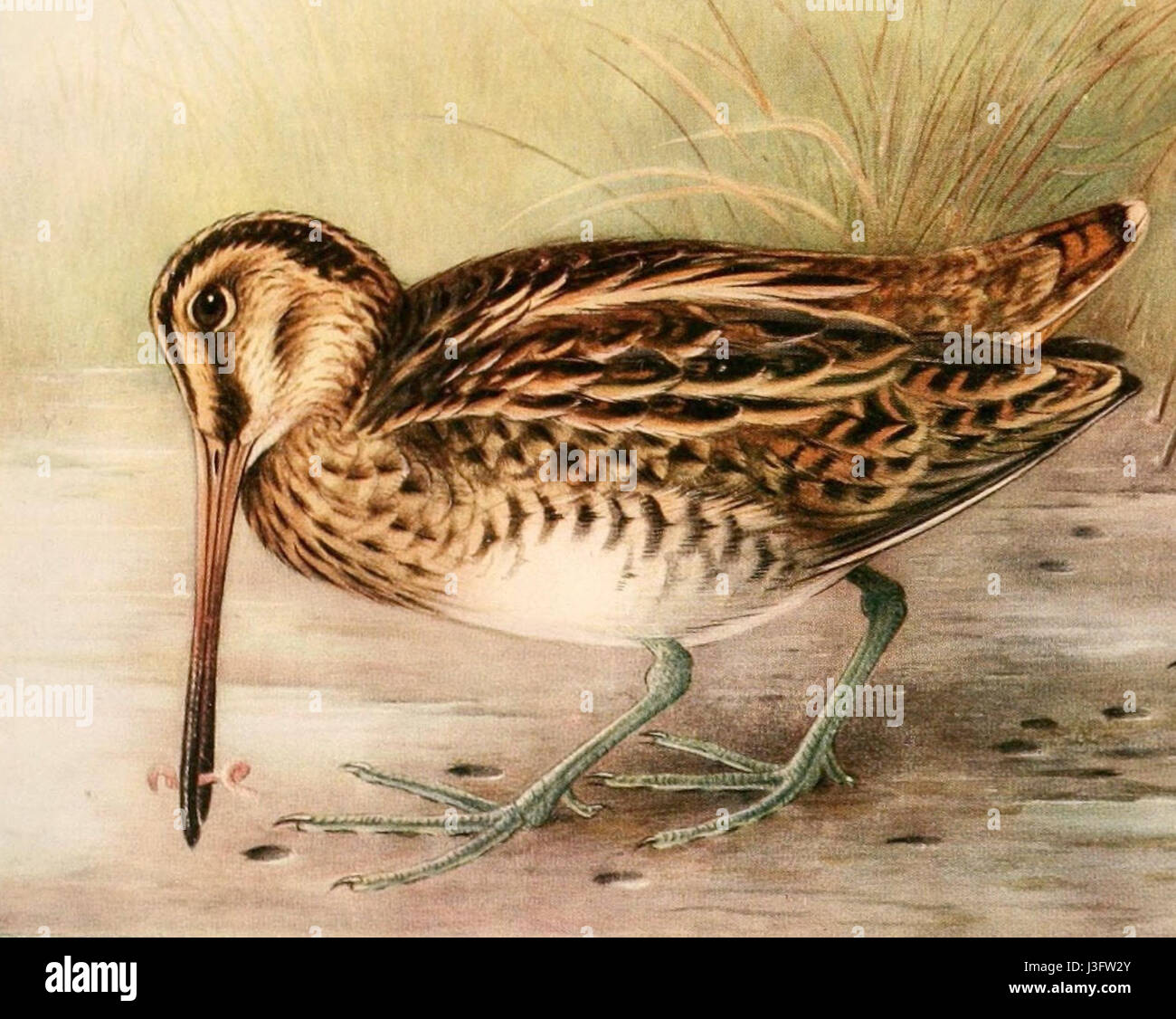 Gallinago gallinago 1921 Stock Photo Alamy