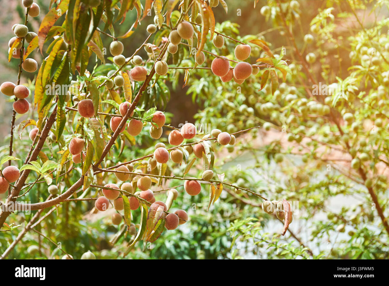 Peaches grow on tree on sunny bright day. Farm of peach trees Stock Photo