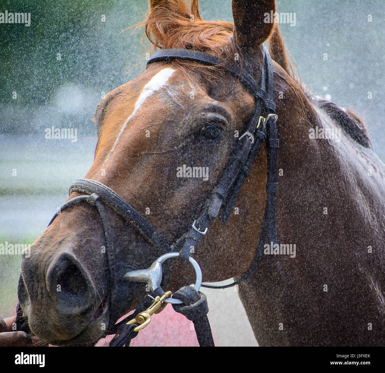 A thoroughbred horse gets a bath after a race Stock Photo Alamy