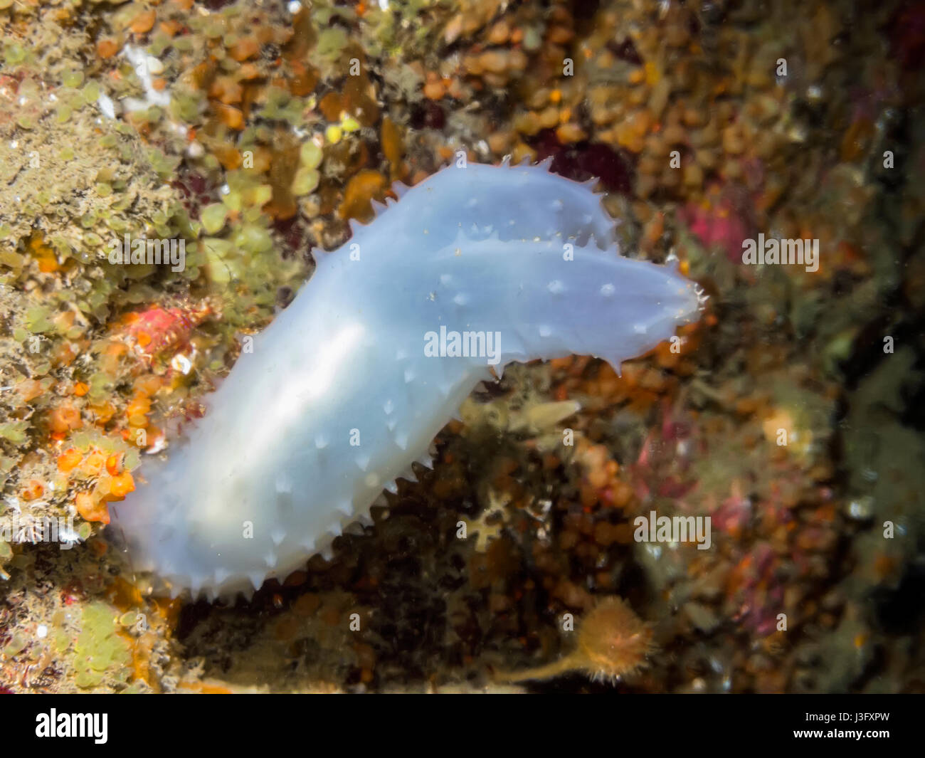 Glassy Tunicate photographed in the dark cold waters of southern British Columbia at a depth of 70ft. Stock Photo
