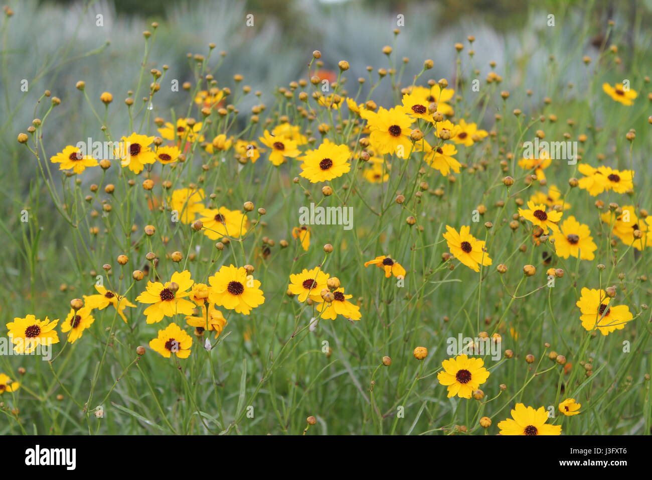 Field of yellow flowers Stock Photo Alamy