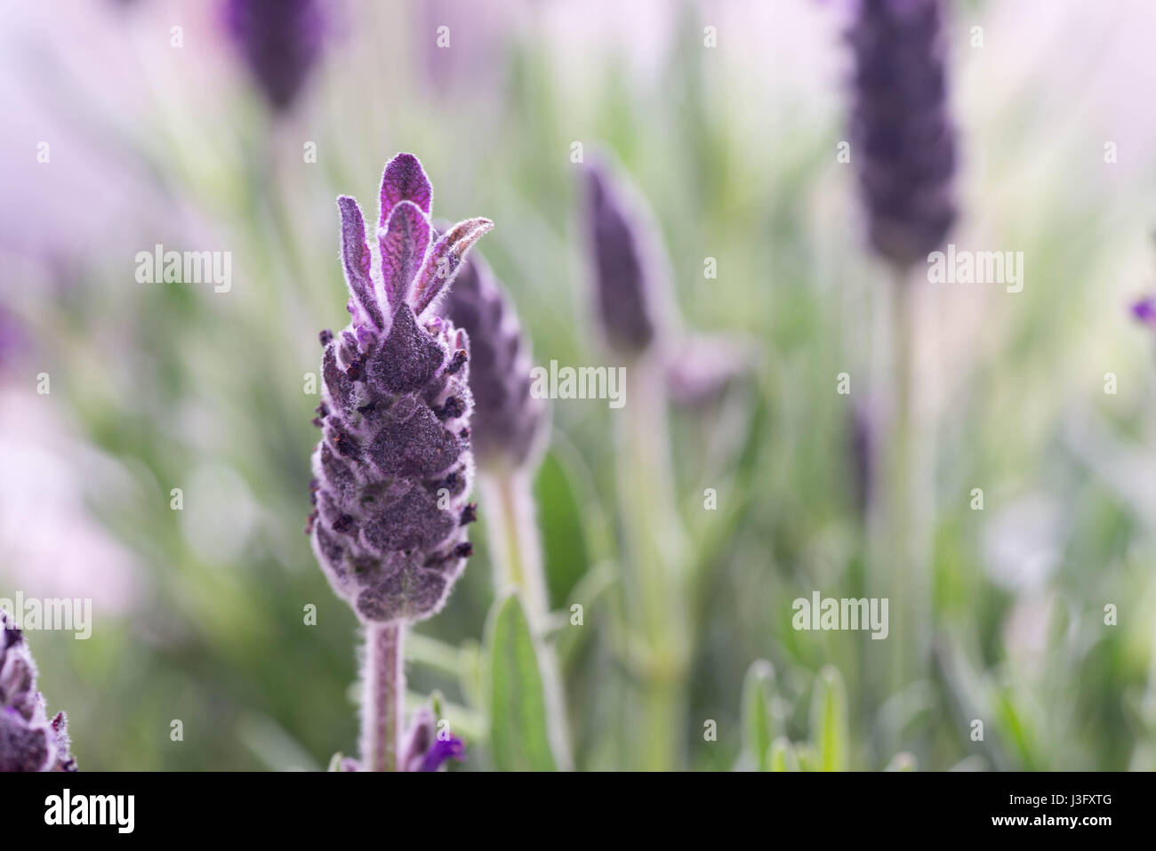 closeup to purple lavender flovers Stock Photo