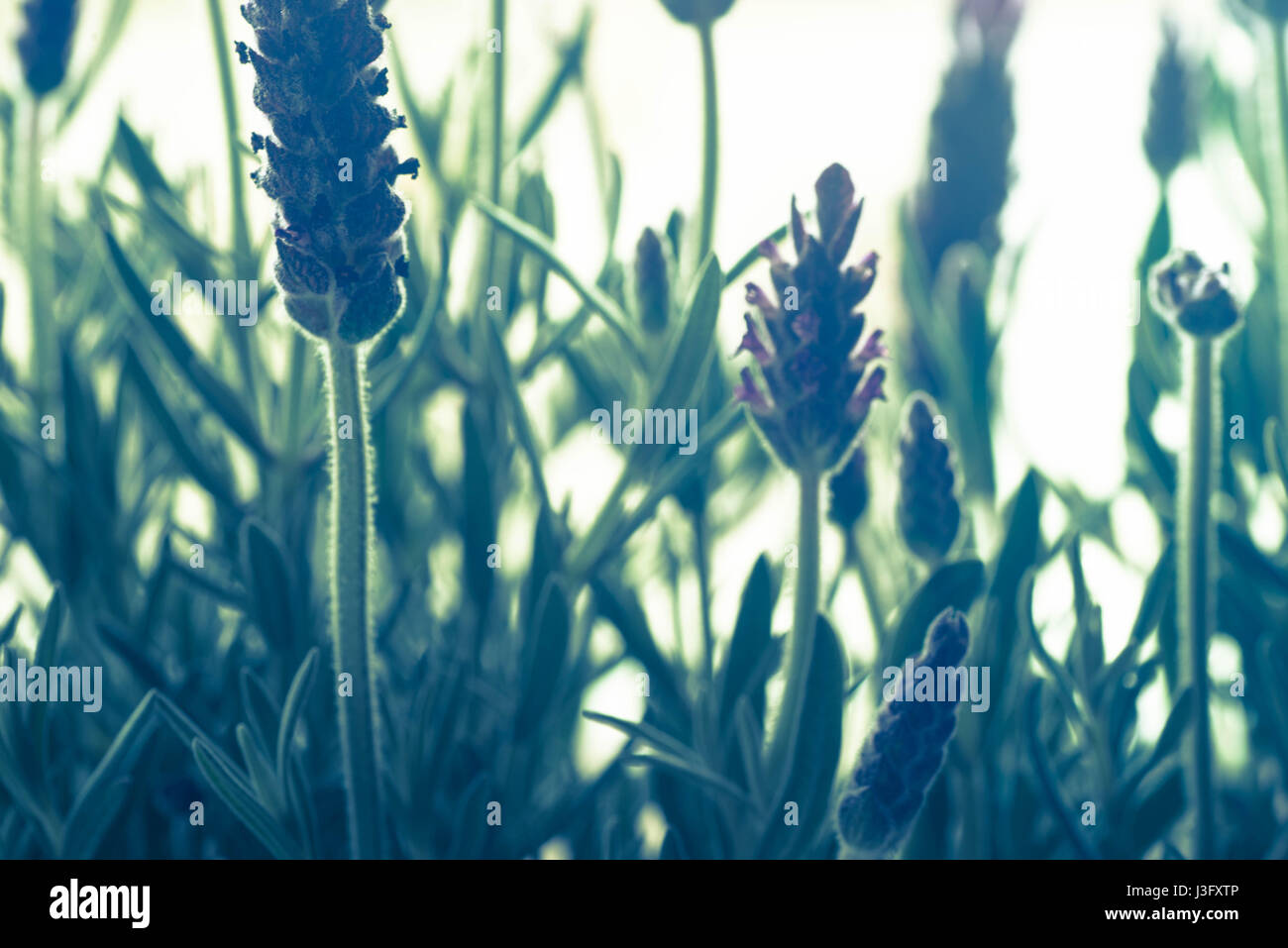 closeup to purple lavender flovers Stock Photo