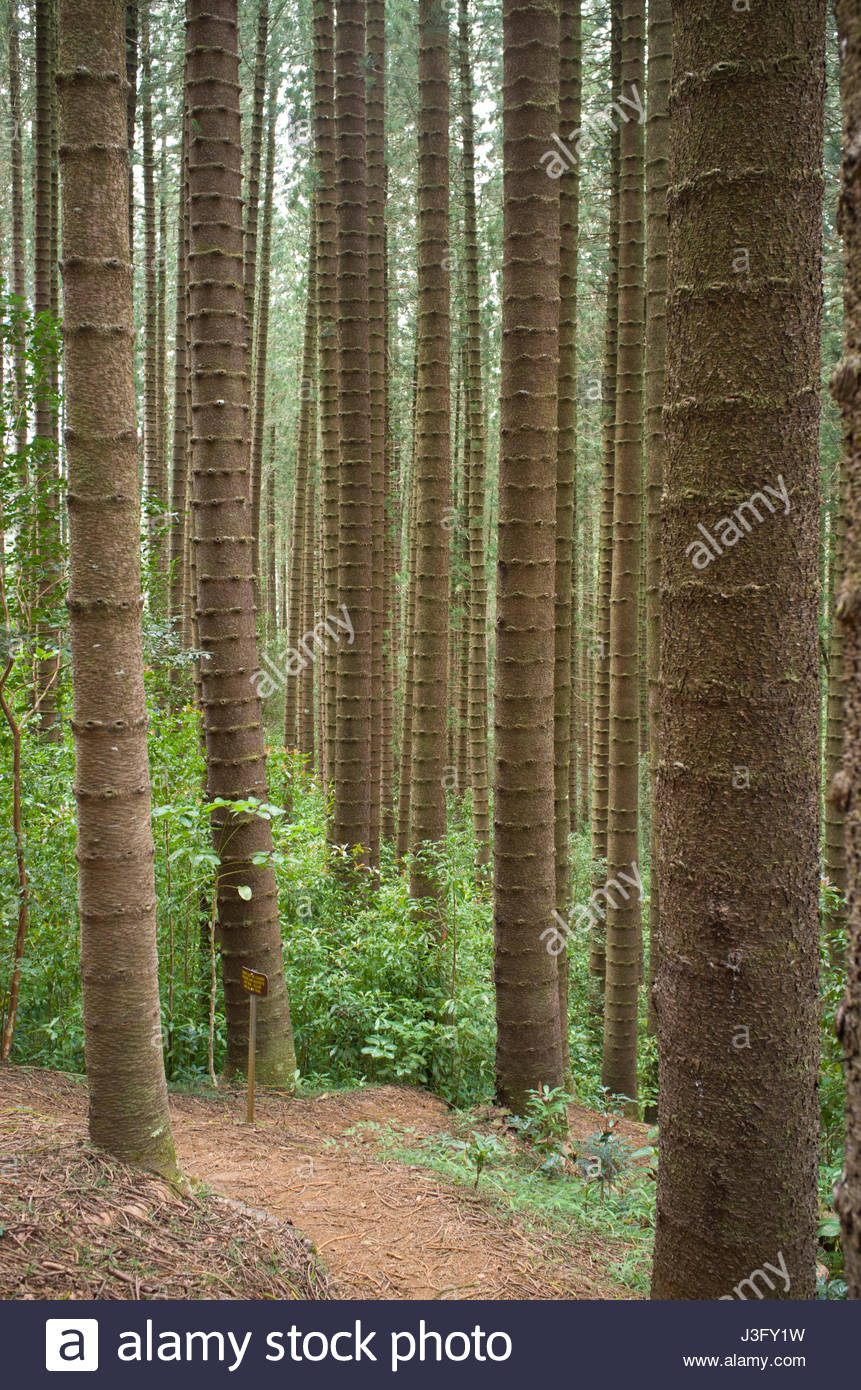 Cook Pine High Resolution Stock Photography and Images Alamy