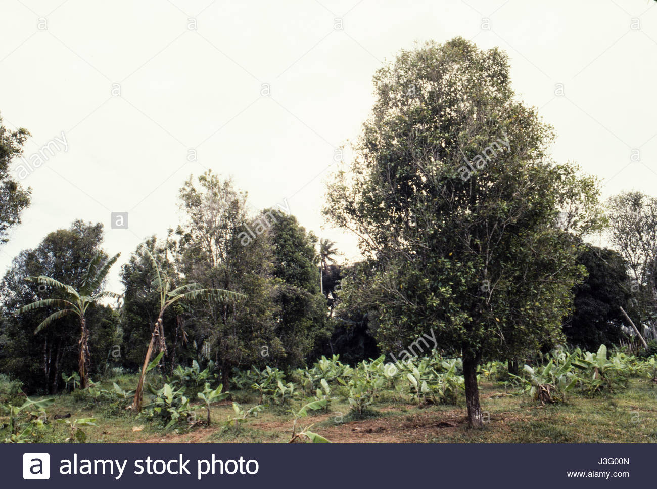 Clove Trees Stock Photos & Clove Trees Stock Images - Alamy