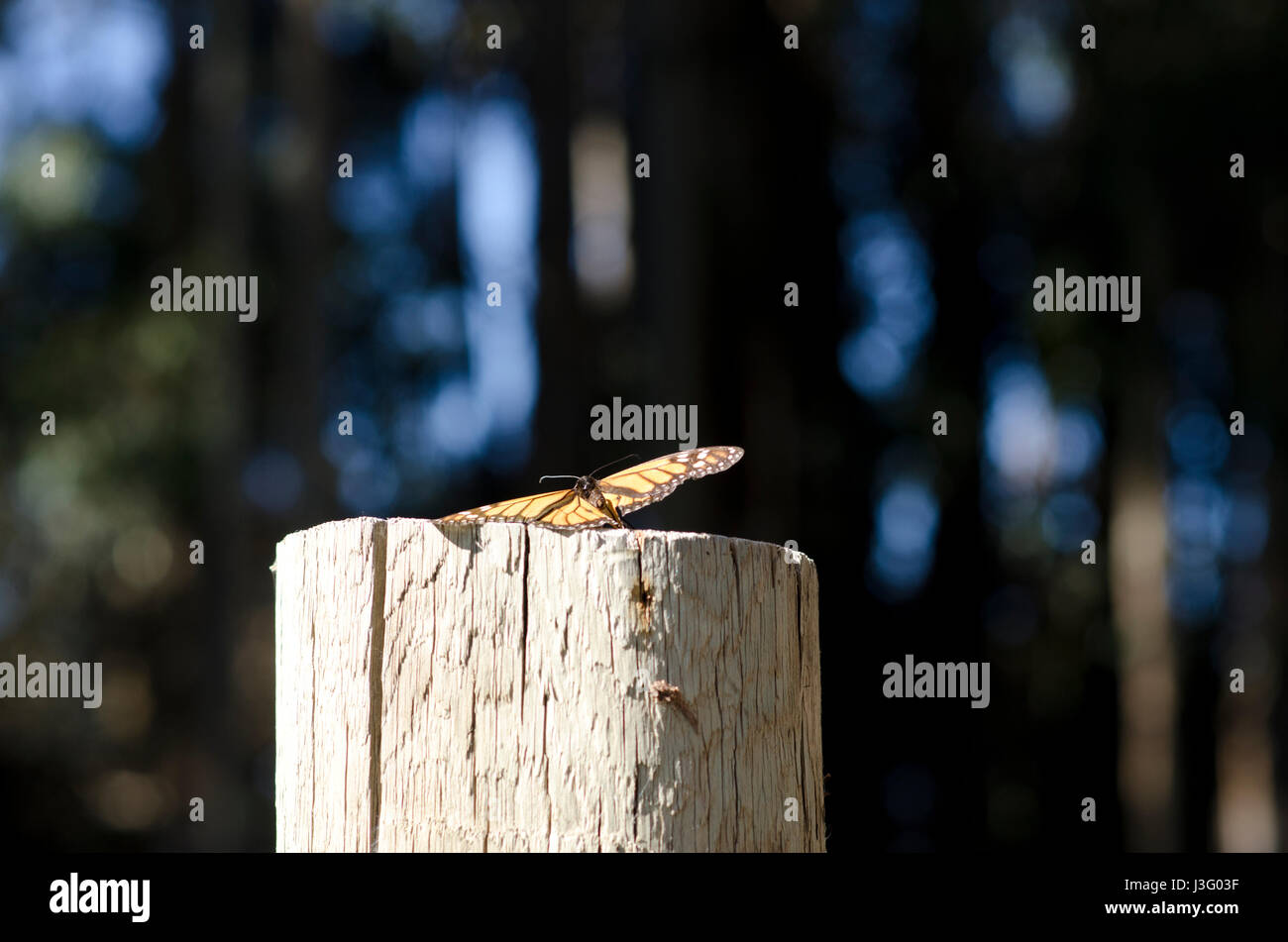 Monarch Butterfly resting on a wooden post with wings spread open. Stock Photo