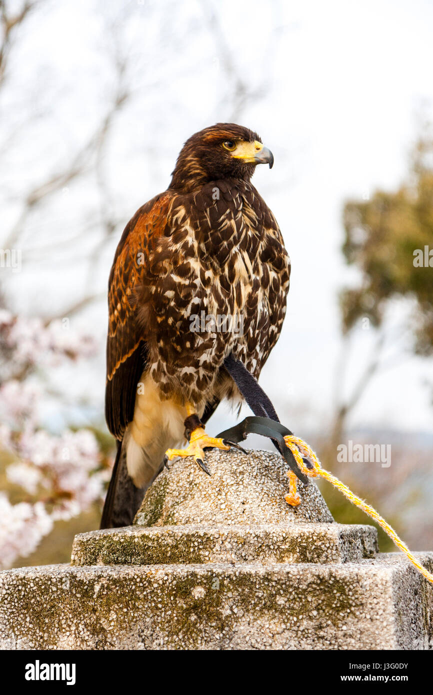 Pet Falcon Stock Photos Pet Falcon Stock Images Alamy