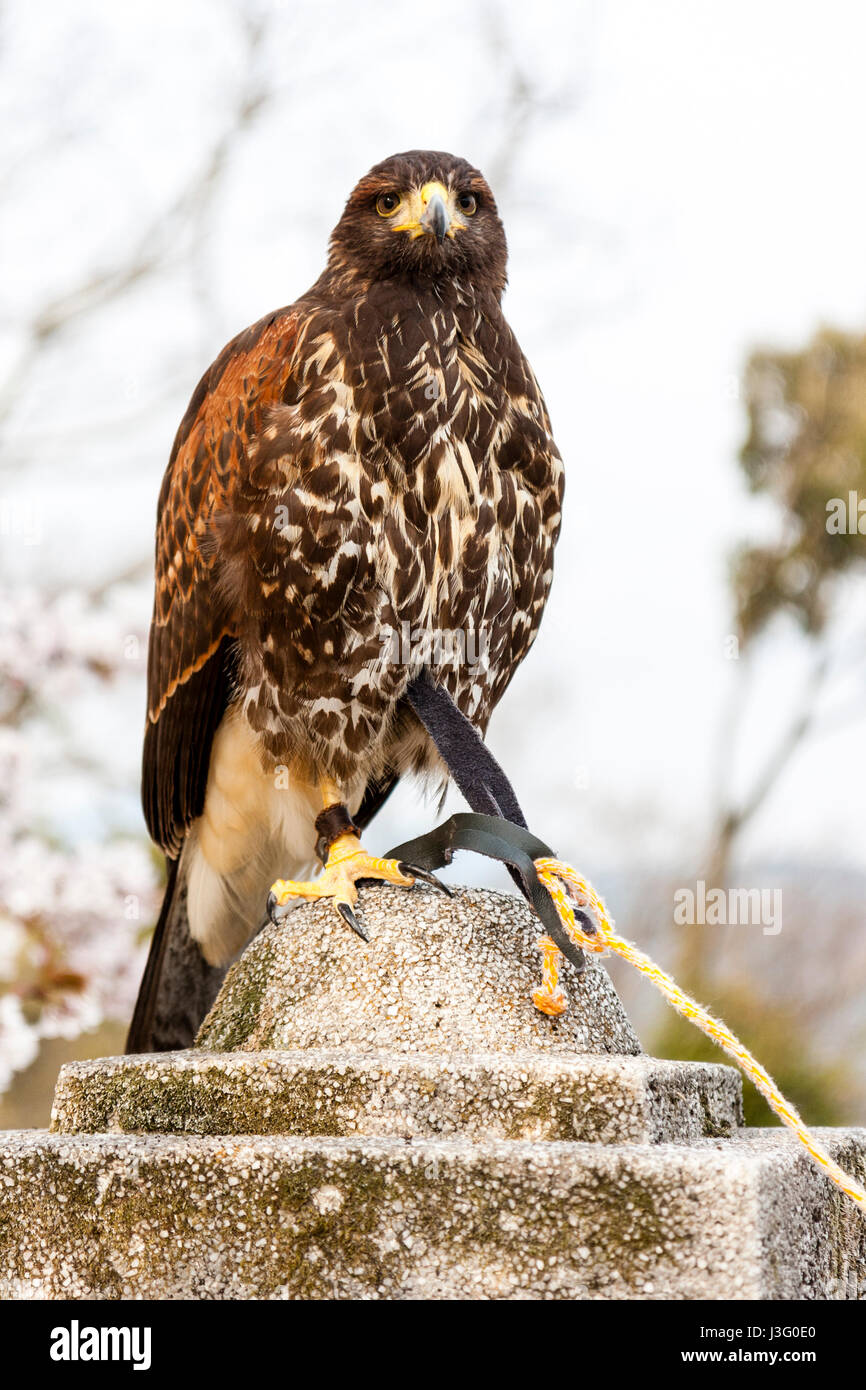 Pet South American Falcon perched on stone pillar. Yellow tie lead tied to leg Stock Photo Alamy