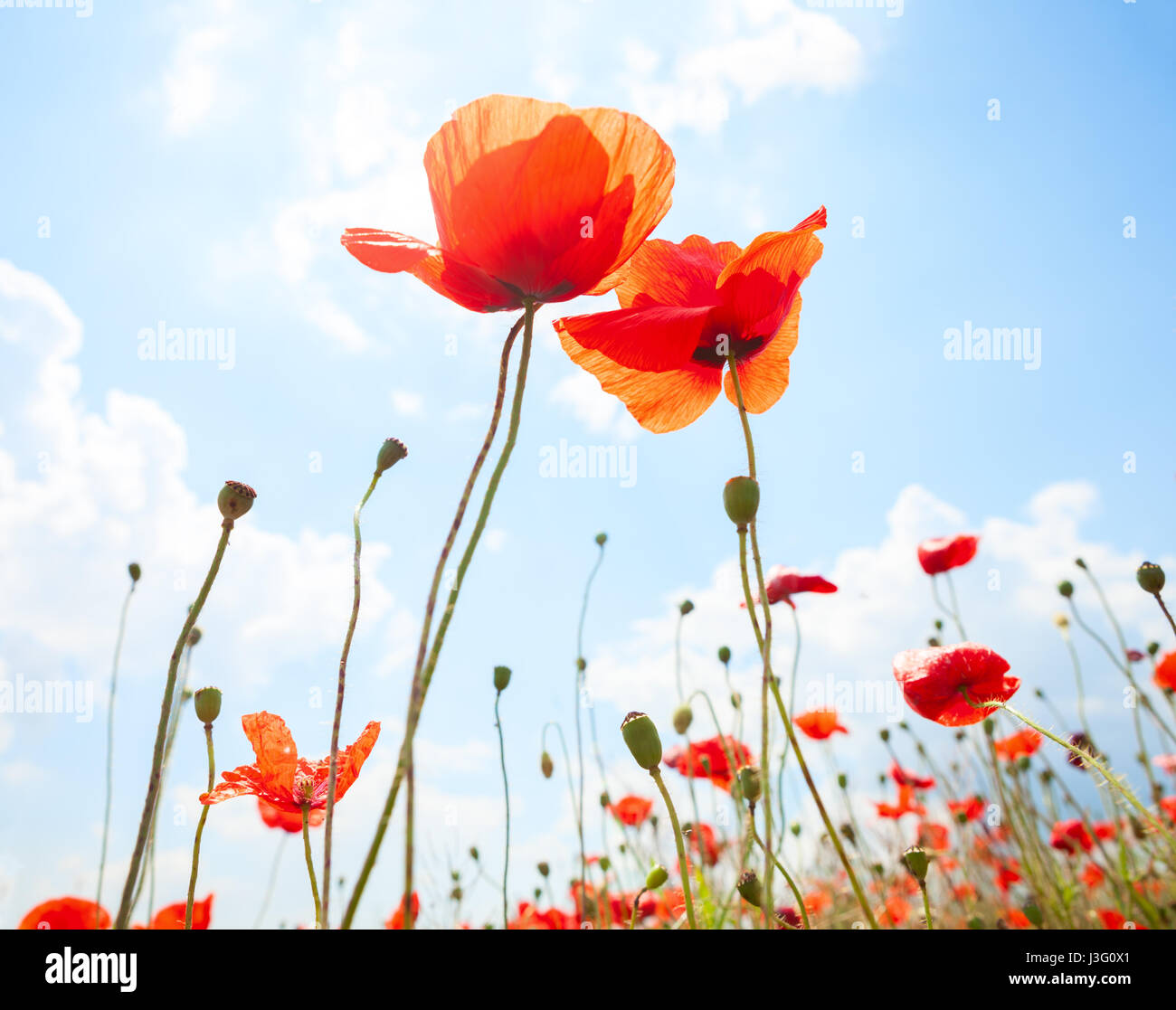 Two Poppies Against Blue Sky With White Clouds Stock Photo - Alamy