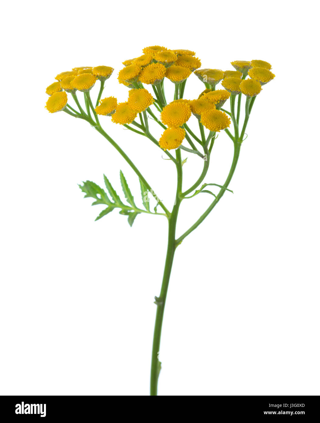 Yellow Tansy (Tanacetum vulgare) flowers isolated on white Stock Photo