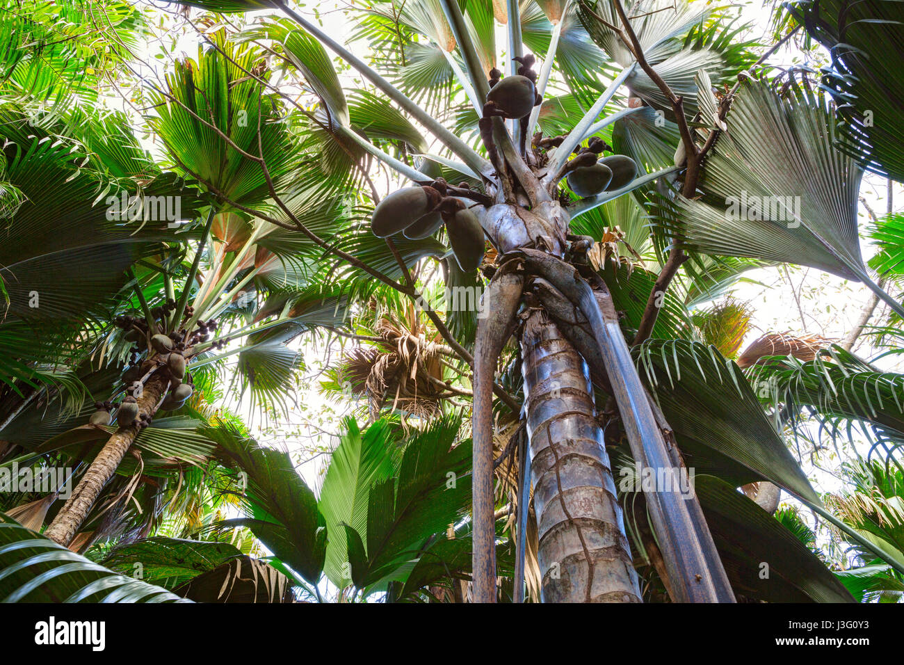A view from below upwards on the  Coco de Mer palm trees. The Vallee De Mai palm forest, Praslin island, Seychelles. Stock Photo