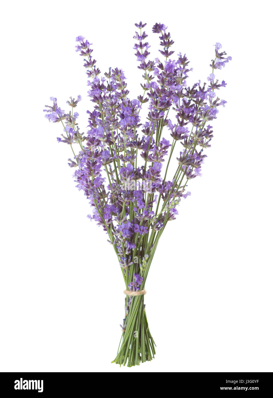 Bundle of lavender isolated on white background. Stock Photo