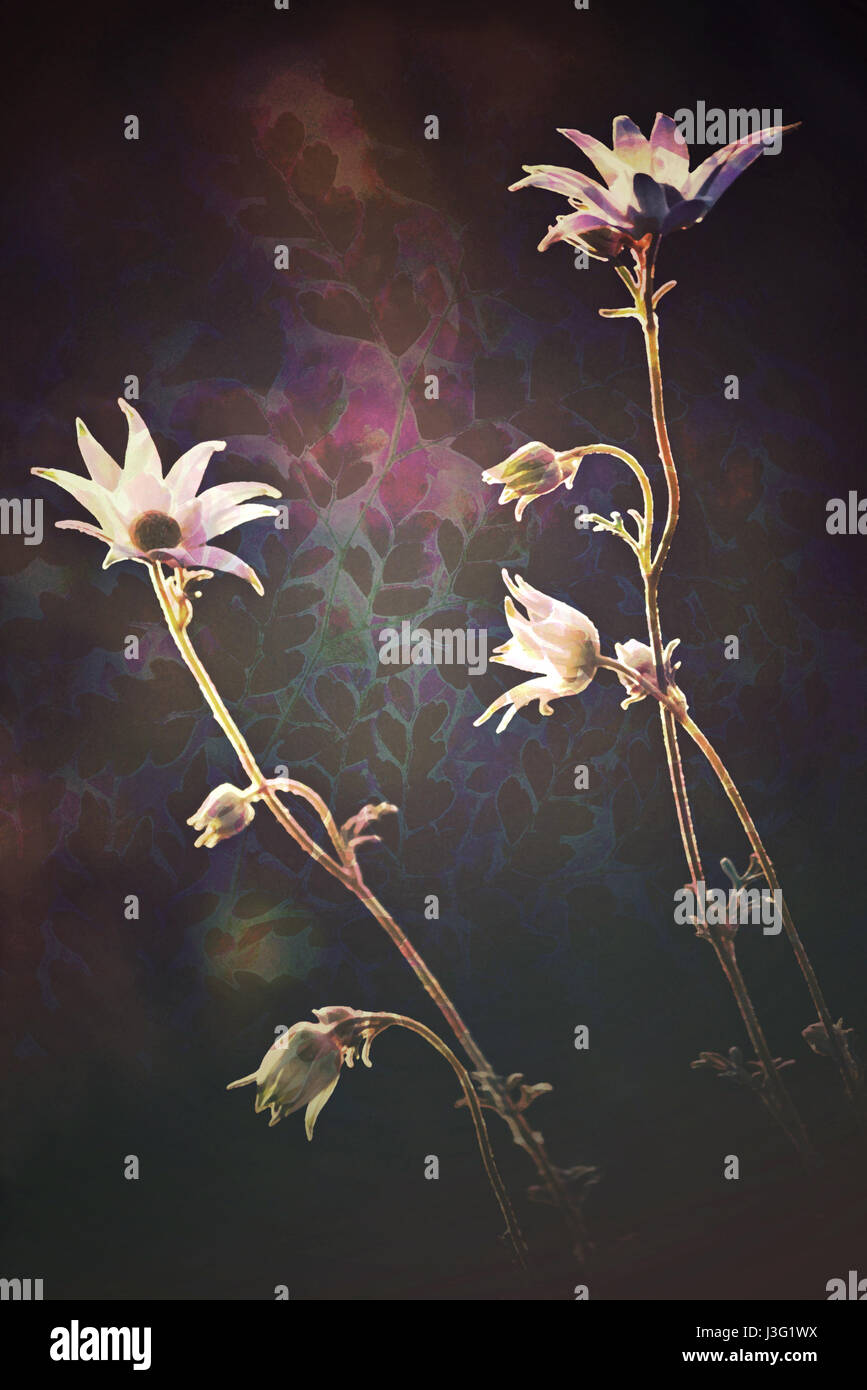 Luminous antique style Flannel Flowers (Actinotus helianthi) in the Australian bush. Grunge and vintage textured digital photo illustration Stock Photo