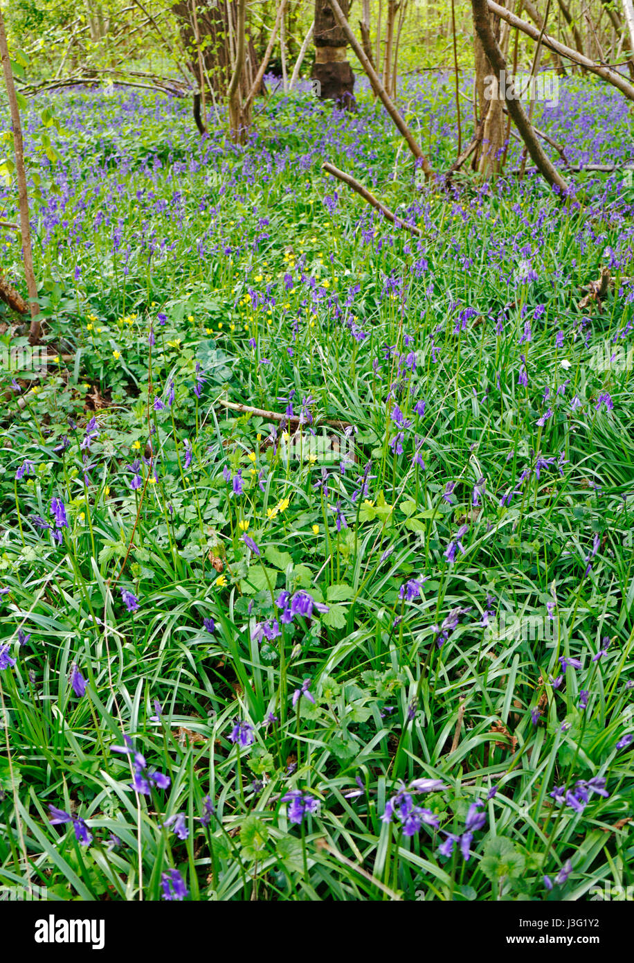 Bluebells, Hyacinthoides non-scripta, and Lesser Celandines, Ranunculus ficaria, on a woodland floor at Foxley Wood, Norfolk, England, United Kingdom. Stock Photo