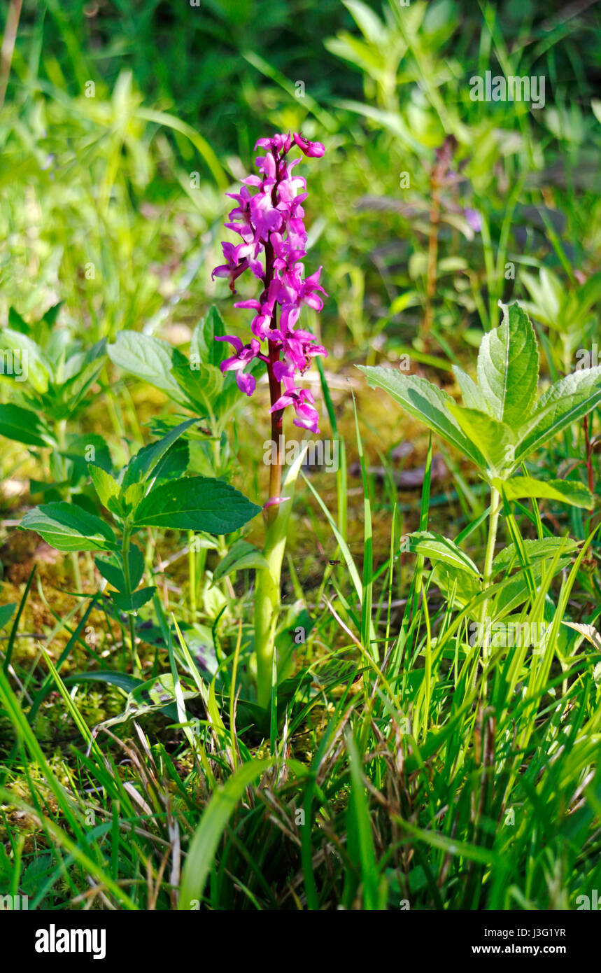 An Early Purple Orchid in ancient woodland at Foxley Wood, Norfolk, England, United Kingdom. Stock Photo