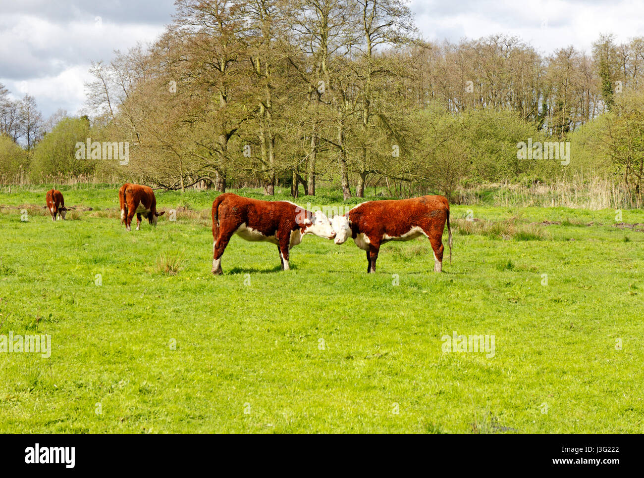 A view of Hereford cattle on grazing marsh by the River Bure at