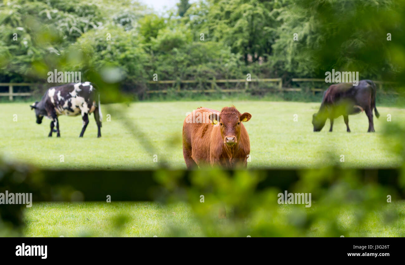 Peekaboo. Brown cow looking over a fence. Boo, Stock Photo