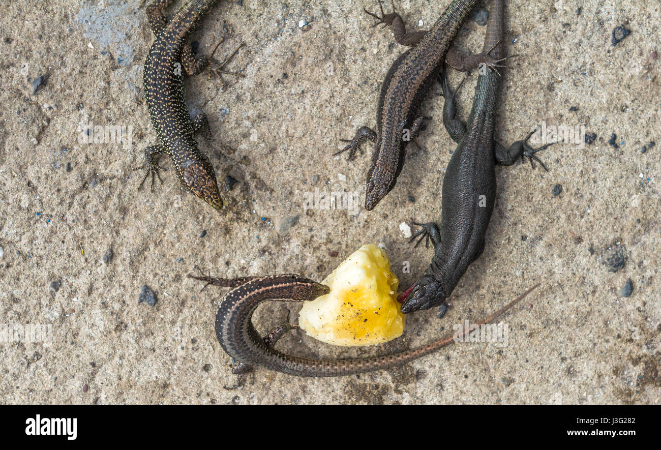 Banana wall banana hires stock photography and images Alamy