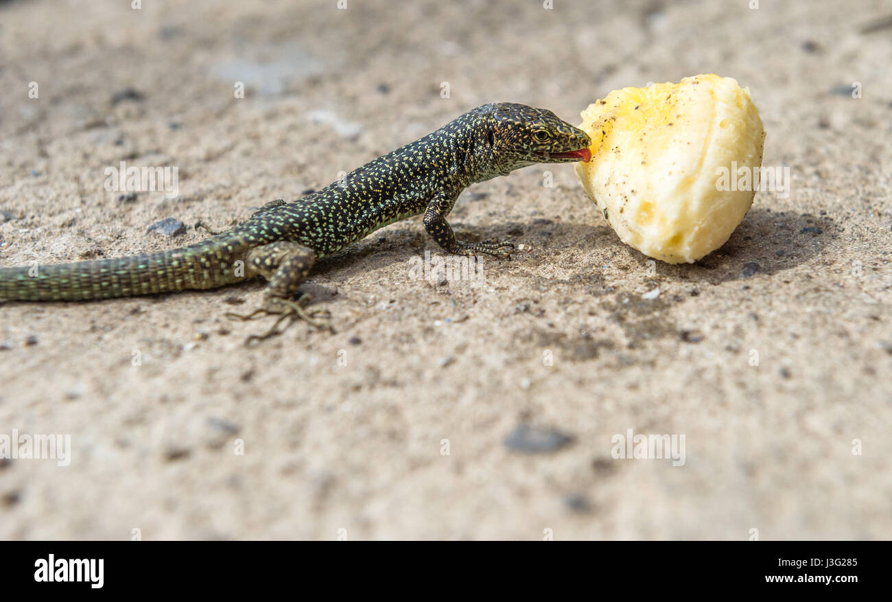 Madeiran wall Lizard eating a banana Stock Photo Alamy