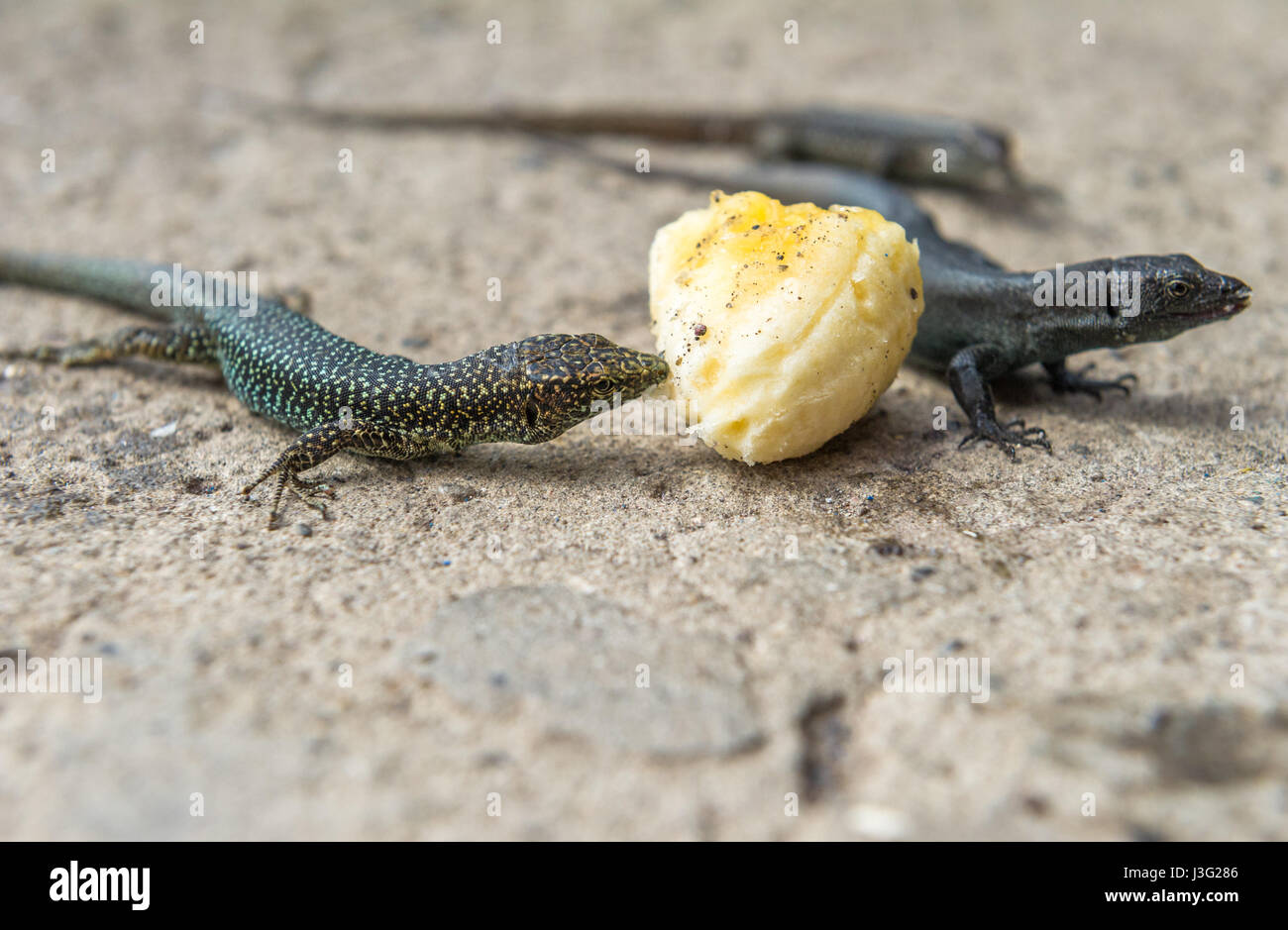 Madeiran wall Lizard eating a banana Stock Photo