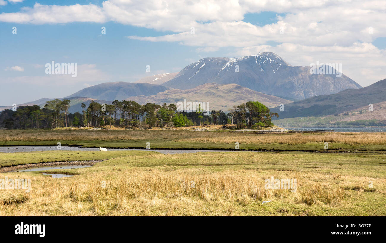 Ben Nevis mountain rises behind the salt marsh at Inverscaddle Bay in the West Highlands of Scotland. Stock Photo