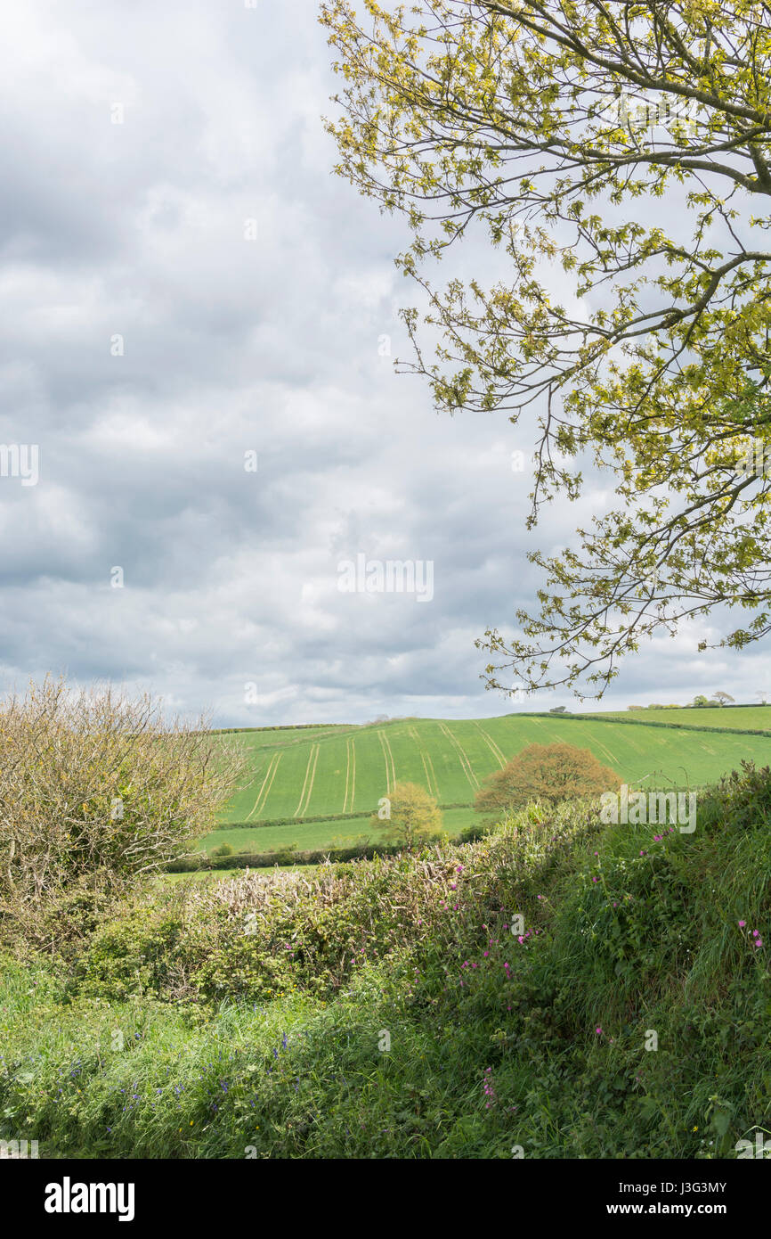 Growing cereal crop seen in distance behind a natural highsided hedgerow. MidCornwall, UK