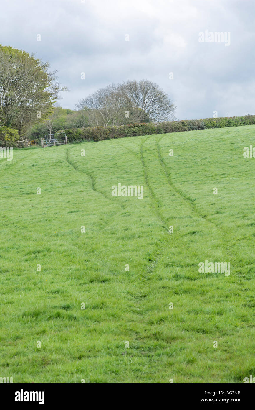 Livestock tracks running through green pasture field in Cornwall, UK. Stock Photo
