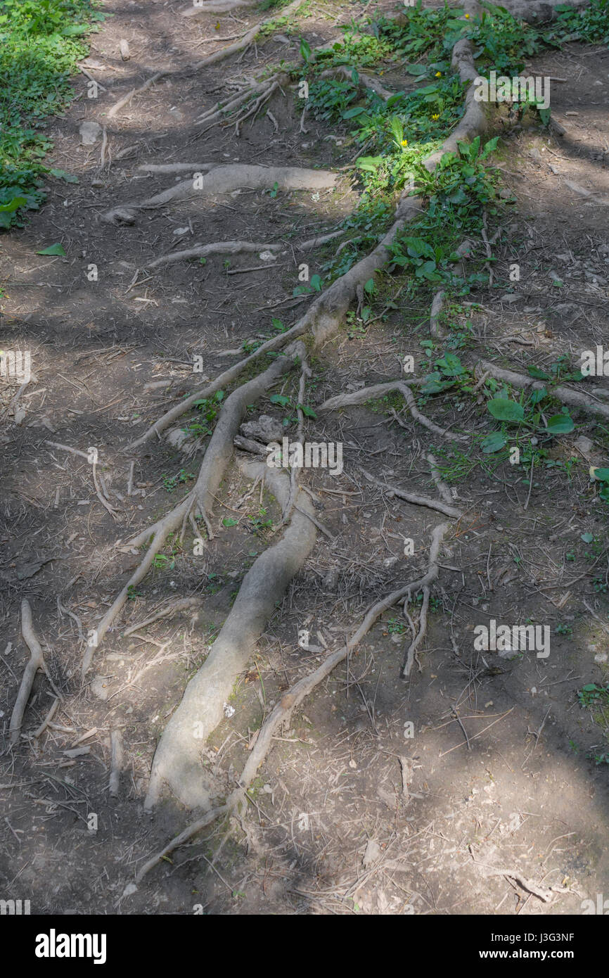 Exposed tree root system hires stock photography and images Alamy